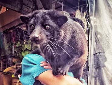 コピルアクコーヒーの味と値段 コピルアックというおまじないの意味 すぎた珈琲 コーヒー趣味人のブログ